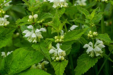 Güneşli bir günde filizlenen ölü ısırgan otu yakın plan. Lamium albümü. Lamiaceae Ailesi.