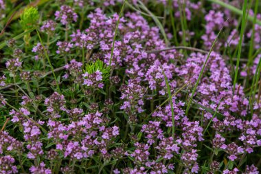 Çiçekli kokulu Thymus Serpilllum, Breckland yabani kekik, sürünen kekik, ya da elf kekik yakın çekim, makro fotoğraf. Güneşli bir günde tarlada güzel yiyecekler ve tıbbi bitkiler