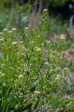Doğada, Thlaspi arvense yabani otların arasında yetişir..