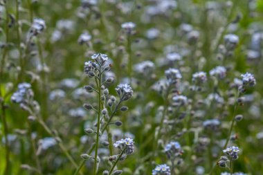 Geniş açı, açık mavi Erken Unutma Beni, Myosotis her yıl çiçek açan bir bitki..