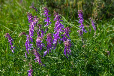 Vetch, vicia cracca değerli bal bitkisi, yem ve tıbbi bitki. Kırılgan mor çiçek arkaplanı. Yünlü ya da Fodder Vetch bahar bahçesinde çiçek açar..