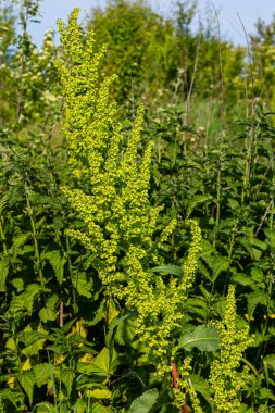 Part of a sorrel bush Rumex confertus growing in the wild with dry seeds on the stem. clipart