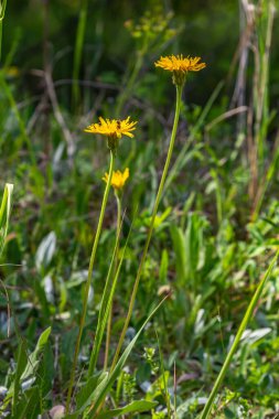 Çiçekli hieracium pilosella çayırda.
