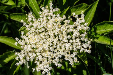 Çiçek tomurcukları ve siyah yaşlı bahar, Sambucus nigra, çiçekler.