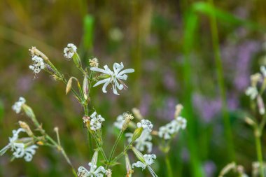 Silene nutans, Nottingham Catchfly, Caryophyllaceae. Yazın vahşi bitki vuruşu..