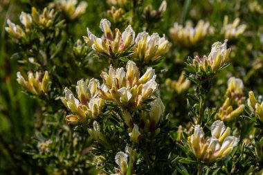 In the spring Chamaecytisus ruthenicus blooms in the wild.