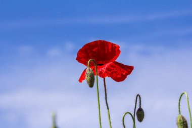 Papaver rhoeas veya yaygın gelincik, Papaveraceae familyasından kırmızı yapraklı yıllık otçul bitkidir..