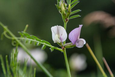 Vicia sativa 'nın çiçeği ya da Vişne çiçeği ya da bahçe veçesi kırmızı çiçek ya da karabiberin çiçeği ya da basitçe vişne.
