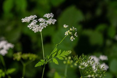 Chaerophyllum aureum Altın Chervil Altın Chervil.