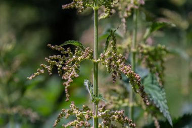 Urtica dioica ya da ısırgan otu, bahçede. Isırgan otu, kanama, idrar söktürücü, ateş düşürücü, yara iyileştirme, antiheumatik madde olarak kullanılan bir ilaç..