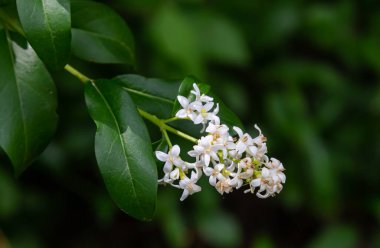 Çiçek açan çalılar sıradan bir özel Ligustrum vulgare..