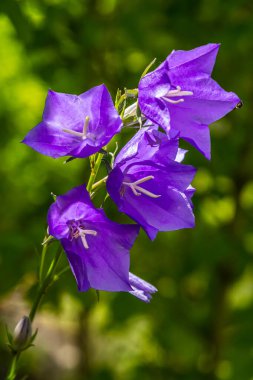 Campanula latifolia çiçeği, geniş yapraklı çan çiçeği, urple, botanik ormanı çayırı, bahar çiçekli bitki ormanı, doğa makro fotoğrafı..