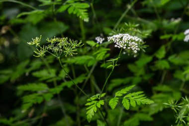 Chaerophyllum hirsutum roseum - pink umbels of hairy chervil. clipart