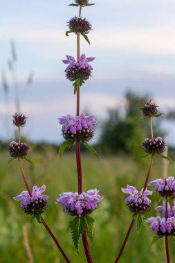 Phlomis Phlomoides tüberosa kır çiçekleri açık yeşil arka planda. Koyu kırmızı sapları var. Mimari leylak-pembe çiçekler ve buruşuk kıllı yapraklar..