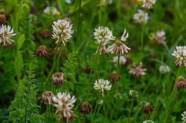 White clover flowers among the grass. Trifolium repens. clipart