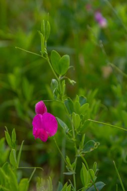 Vicia sativa flowers are blooming in the field. clipart