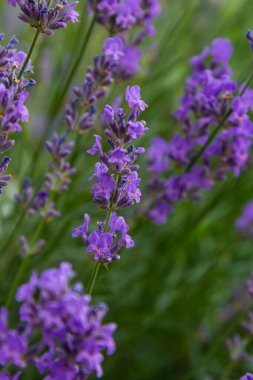 Lavandula angustifolia bunch of flowers in bloom, purple scented flowering bouquet of smelling beautiful plants. clipart