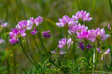 Securigera Varia 'nın çiçekleri - crownvetch, mor taç vetch.