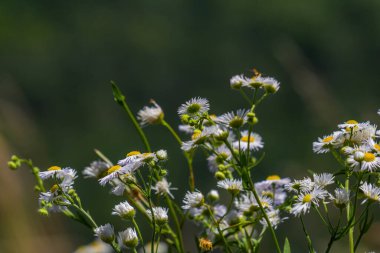 Erigeron annuus known as annual fleabane, daisy fleabane, or eastern daisy fleabane. clipart