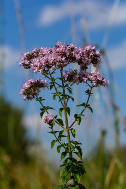 Oregano bal ve tıbbi bir bitkidir. Oregano Origanum vulgare bitkisinin bir çeşidi..