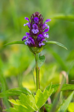 Prunella Vulgaris tek bir doğal çiçek, şifalı otlar doğa.