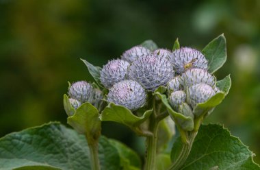 Arctium tomentosum, commonly known as the woolly burdock is a species of burdock belonging to the family Asteraceae. clipart