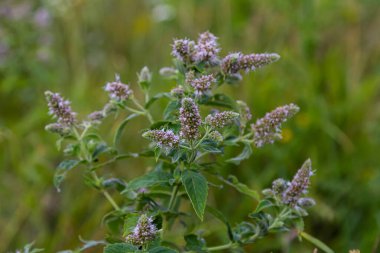 Yazın, uzun zamandır bırakılan nane şekeri Mentha longifolia vahşi doğada yetişir..