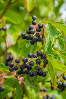 Cornus sanguinea, tohum familyasından bir bitki türü. Küçük çiçekli ve yenmez böğürtlenli uzun bir çalılık. Çim kuyusu süs bitkisi olarak yetiştirilir..