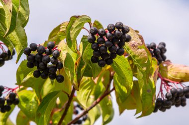 Cornus sanguinea is a perennial plant of the sod family. A tall shrub with small flowers and black inedible berries. Turf-well is grown as an ornamental plant. clipart