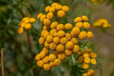 Tansy Tanasetum vulgare Yazın yabani bitki.