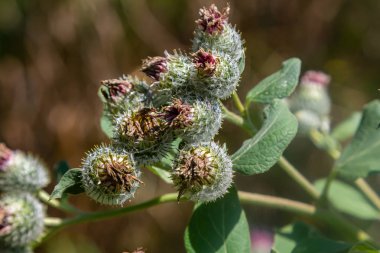 Arctium tomentosum, Asteraceae familyasına ait bir burdock türüdür..