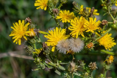 Hieracium laevigatum veya pürüzsüz şahin otu. Hieracium, bilinen adıyla şahin otu ve klasik adıyla hiyerakion. Çiçek masaüstü arka planı. Hieracium caespitosum, yaygın olarak çayırotları olarak bilinir..