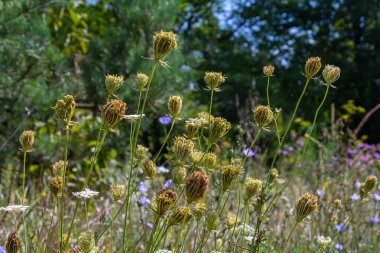 Daucus carota known as wild carrot blooming plant. clipart