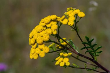 Tansy Tanasetum vulgare Yazın yabani bitki.