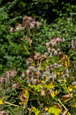 Arctium tomentosum, Asteraceae familyasına ait bir burdock türüdür..