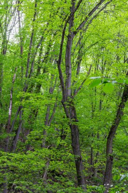 Parlak yeşil ağaçlar ve çalılar ekili tarlaları sararken sakin bir nehir de sabah güneşini yansıtıyor. Bu sakin kırsal alan doğanın güzelliğini ve tarımsal uyumu gözler önüne seriyor..