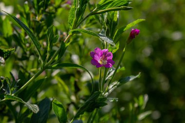 willow-herb epilobium hirsutum during flowering. Medicinal plant with red flowers.