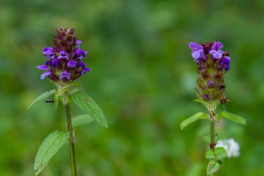 Prunella Vulgaris tek bir doğal çiçek, şifalı otlar doğa.