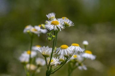 Erigeron annuus known as annual fleabane, daisy fleabane, or eastern daisy fleabane. clipart