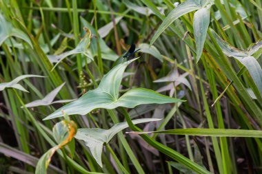 The wild aquatic plant Sagittaria sagittifolia grows in slow-flowing water. clipart