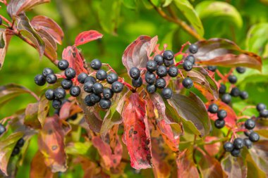 Cornus sanguinea, tohum familyasından bir bitki türü. Küçük çiçekli ve yenmez böğürtlenli uzun bir çalılık. Çim kuyusu süs bitkisi olarak yetiştirilir..