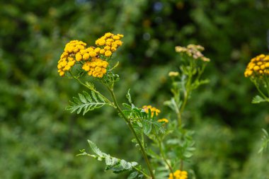 Tansy Tanasetum vulgare Yazın yabani bitki.