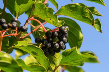 Cornus sanguinea, tohum familyasından bir bitki türü. Küçük çiçekli ve yenmez böğürtlenli uzun bir çalılık. Çim kuyusu süs bitkisi olarak yetiştirilir..