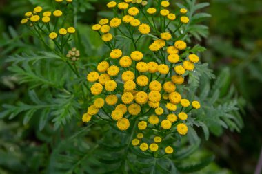 Tansy Tanasetum vulgare Yazın yabani bitki.