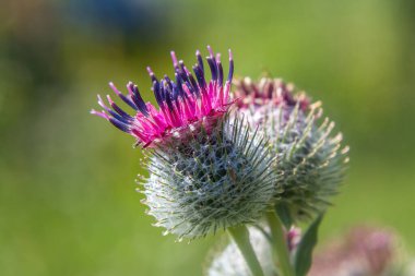 Arctium tomentosum, commonly known as the woolly burdock is a species of burdock belonging to the family Asteraceae. clipart