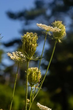 Daucus carota known as wild carrot blooming plant. clipart