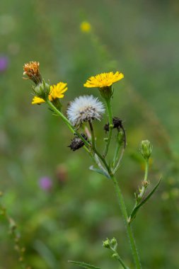 Hieracium laevigatum veya pürüzsüz şahin otu. Hieracium, bilinen adıyla şahin otu ve klasik adıyla hiyerakion. Çiçek masaüstü arka planı. Hieracium caespitosum, yaygın olarak çayırotları olarak bilinir..