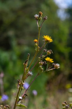 Hieracium laevigatum veya pürüzsüz şahin otu. Hieracium, bilinen adıyla şahin otu ve klasik adıyla hiyerakion. Çiçek masaüstü arka planı. Hieracium caespitosum, yaygın olarak çayırotları olarak bilinir..