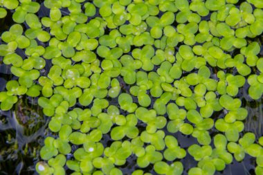 Least duckweed plants, Lemna minuta, on a water surface. clipart