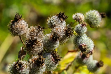 Arctium tomentosum, Asteraceae familyasına ait bir burdock türüdür..